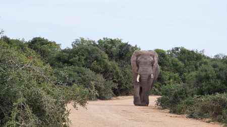 Elefant im Addo Elephant Nationalpark