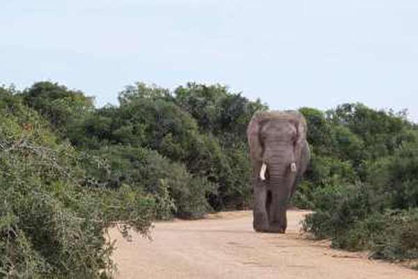 Elefant im Addo Elephant Nationalpark