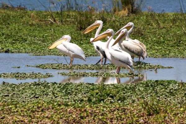 Lake Naivasha in Kenia