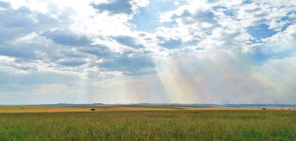 Masai Mara in Kenia