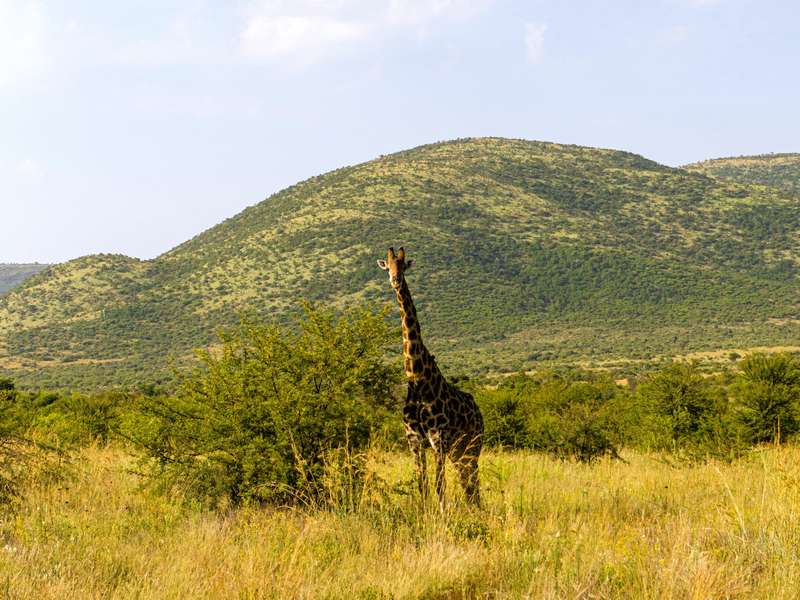 Giraffe im Pilanesberg Nationalpark