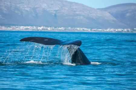 Wal vor der Küste in Hermanus