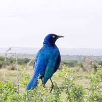Vogelbeobachtung im Addo Elephant Nationalpark