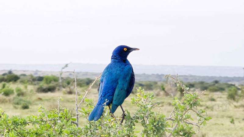 Vogelbeobachtung im Addo Elephant Nationalpark