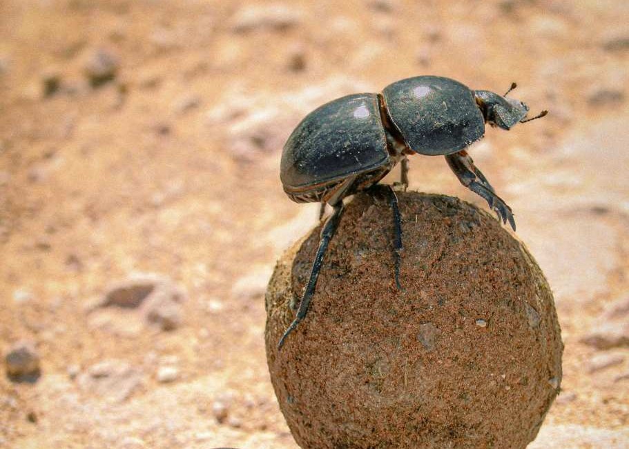 Mistkäfer im Addo Elephant Nationalpark