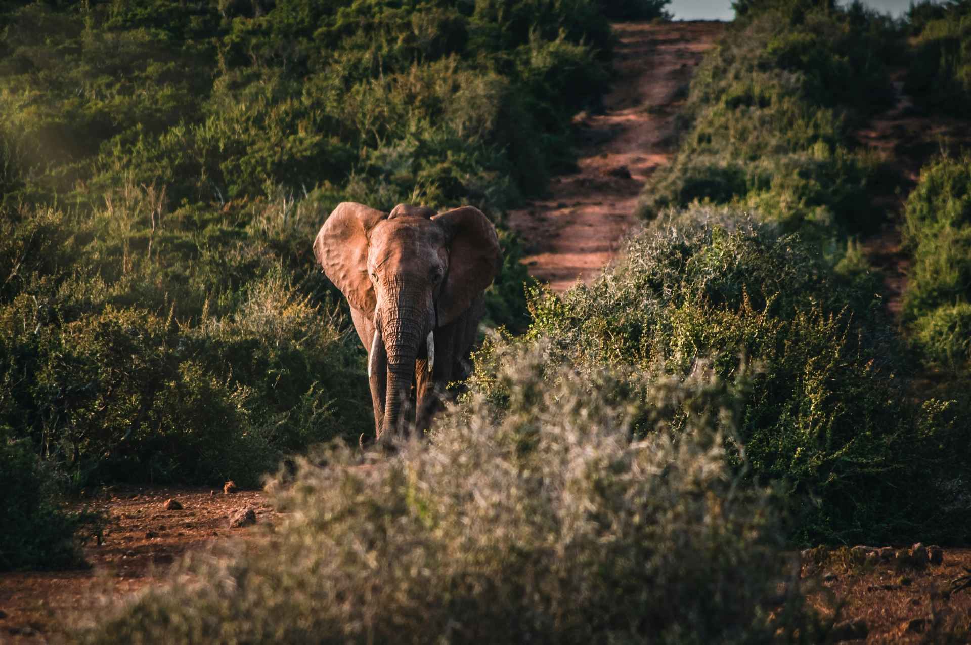 Elefant im Addo Elephant Nationalpark
