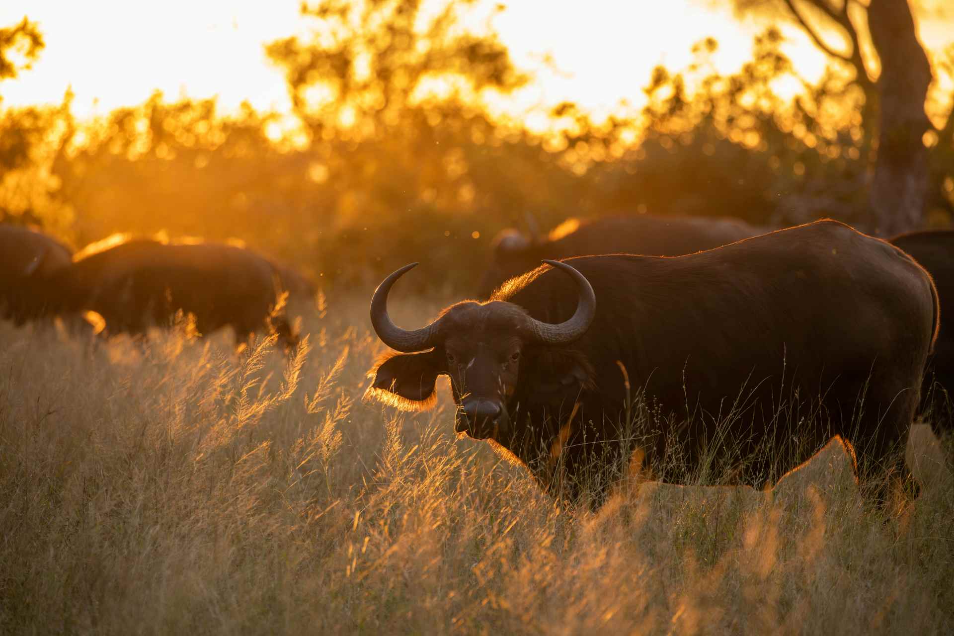 Büffelherde im Krüger Nationalpark