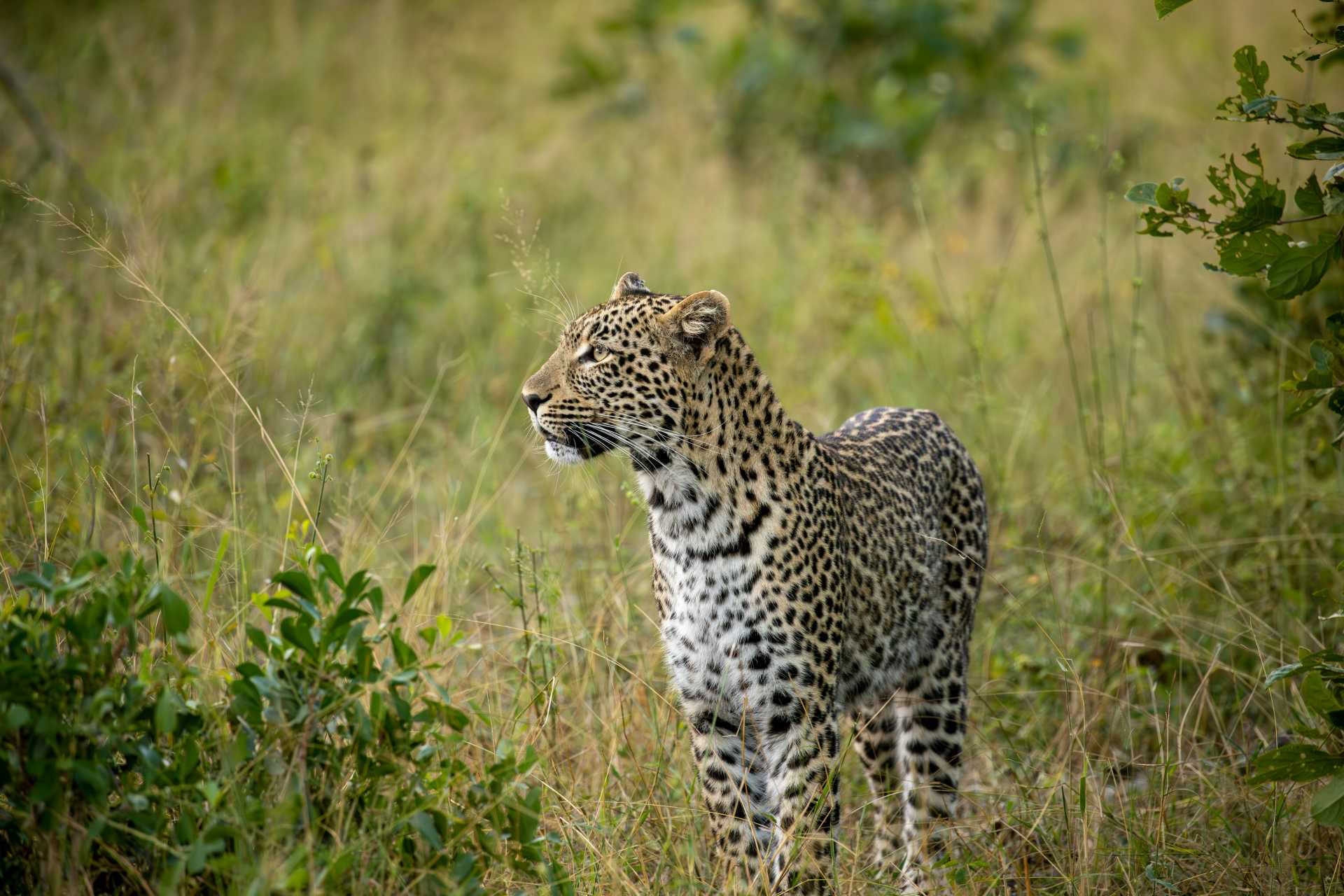 Leopard im Krüger Nationalpark