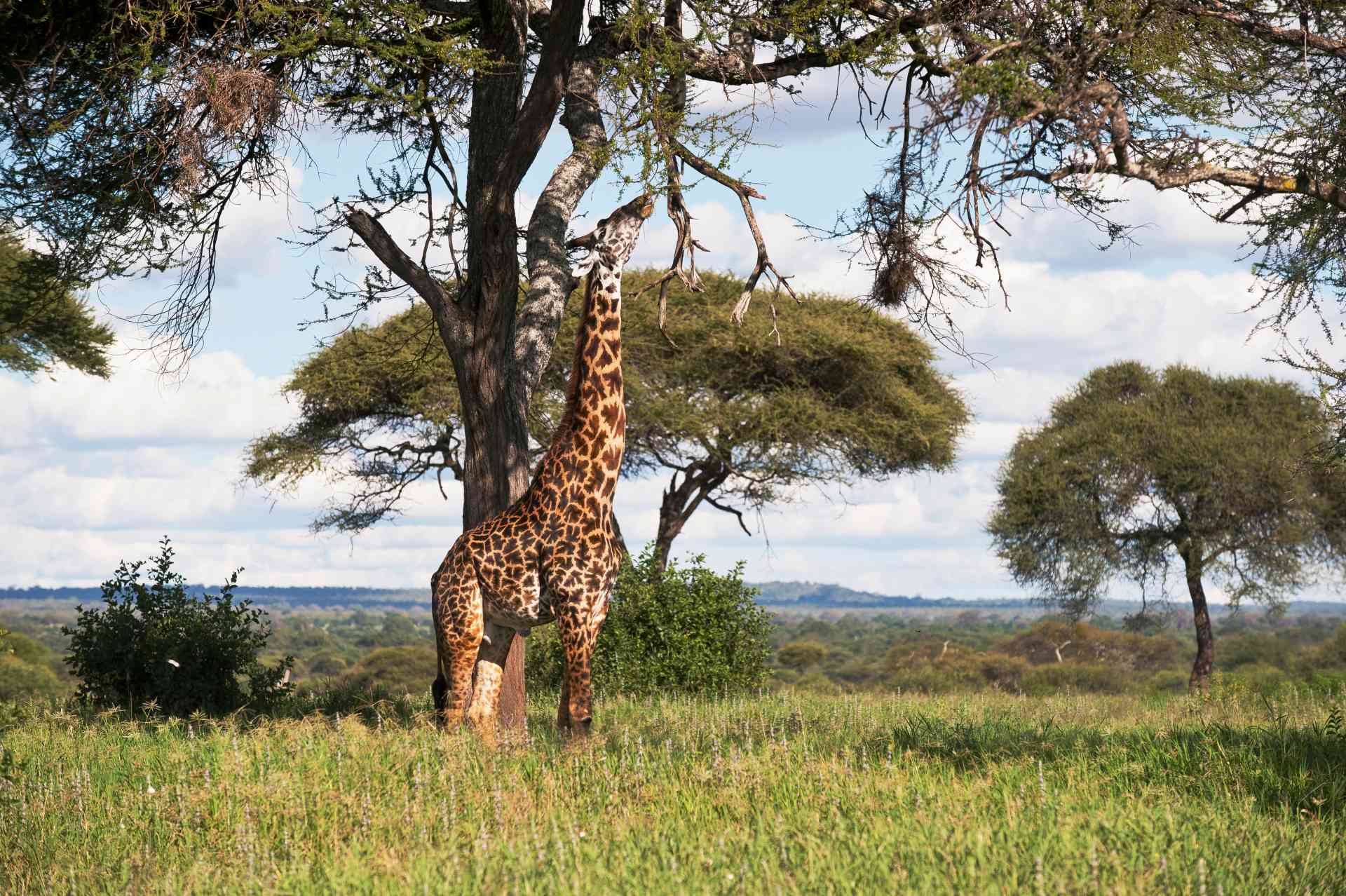 Giraffe im Krüger Nationalpark