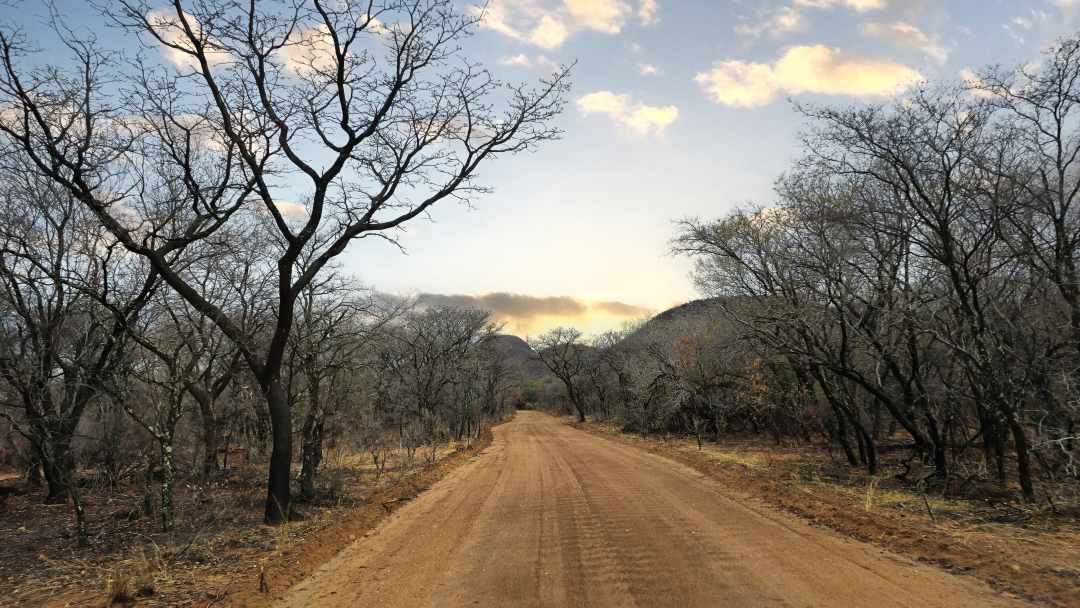 Strasse durch den Busch