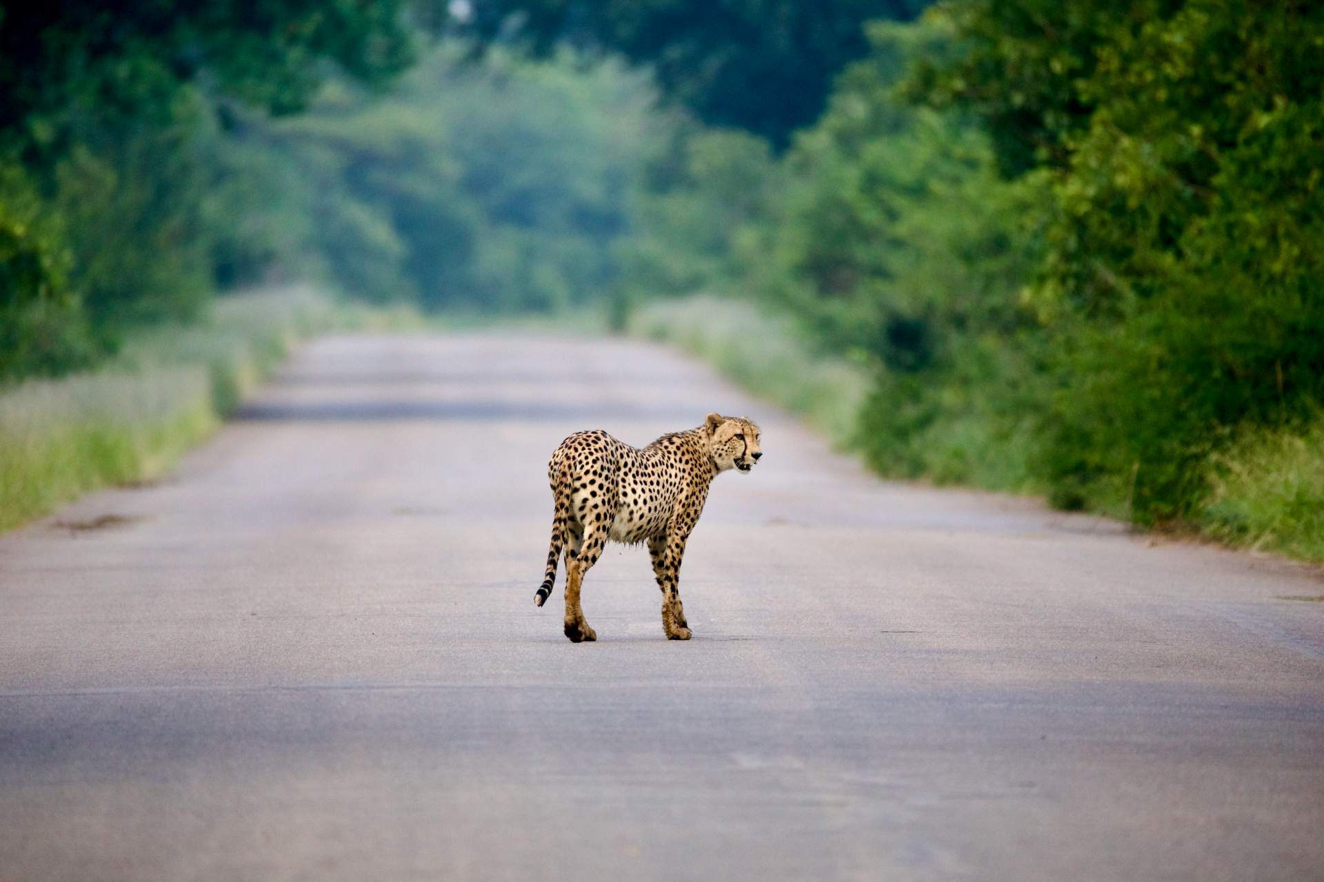 Gepard auf der Strasse im Krüger Nationalpark