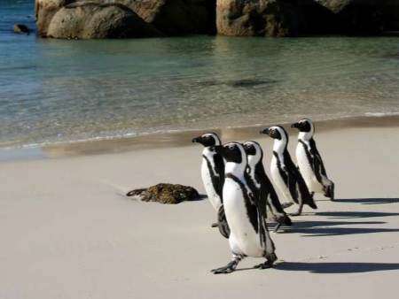 Pinguine an Boulders Beach