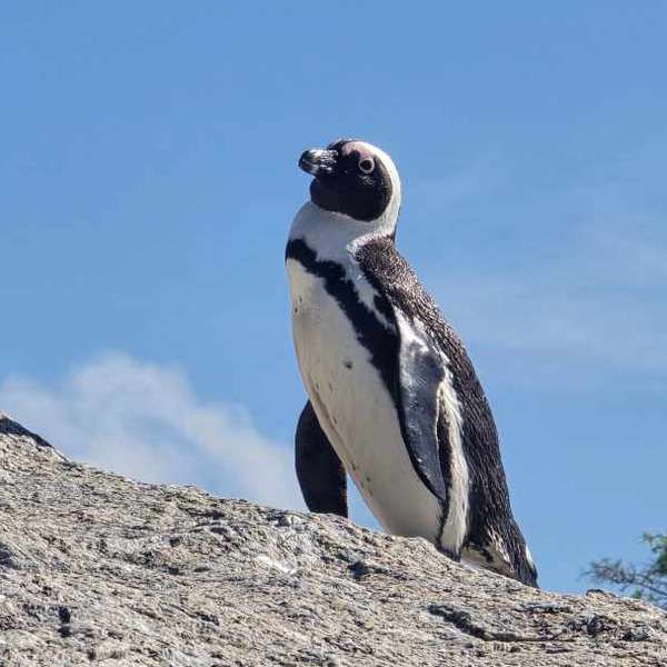 boulders-penguin-colony