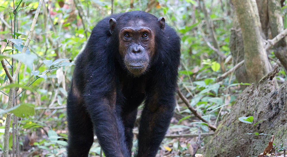 Chimpanzee in the Mahale Mountains national park