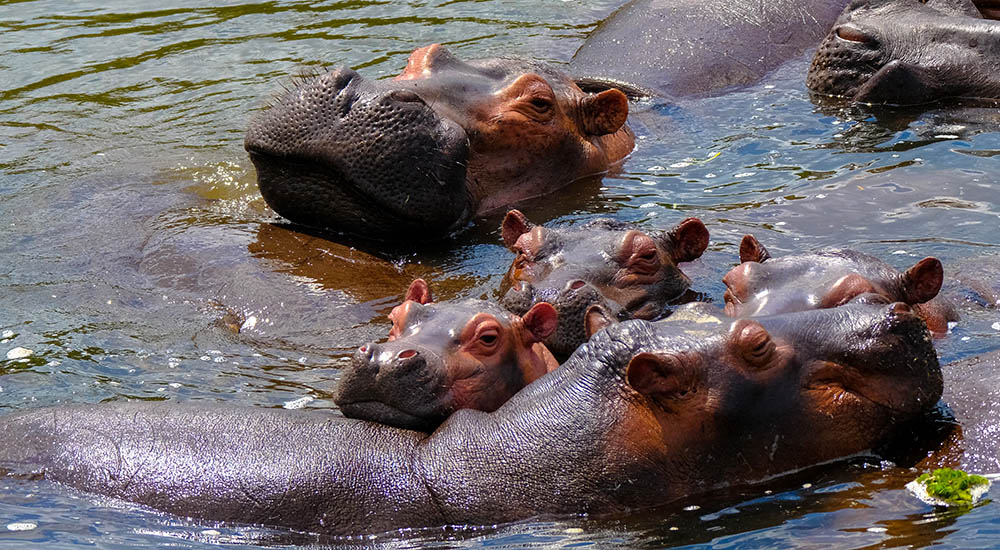 Hippos in Tanzania