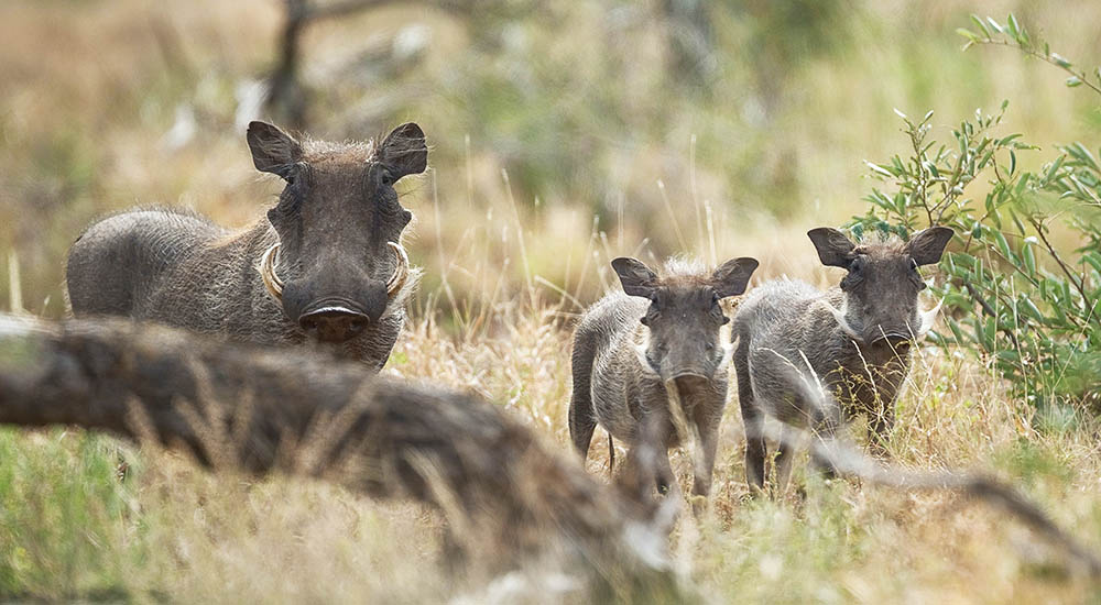 Warthog in the national park