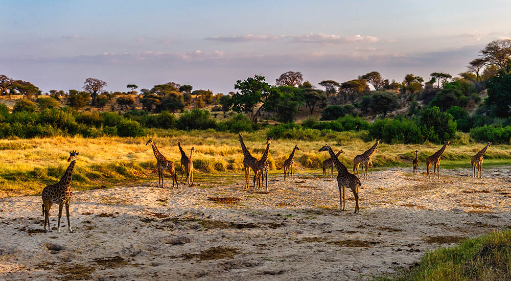 Giraffen im Nationalpark