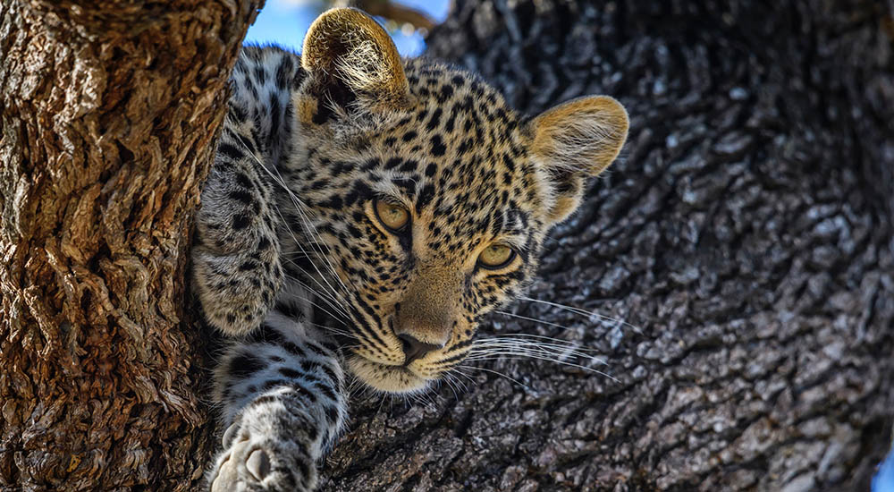 Leopard in Tanzania