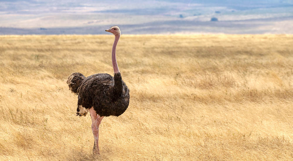 Vogelstrauss im Ngorongoro Krater