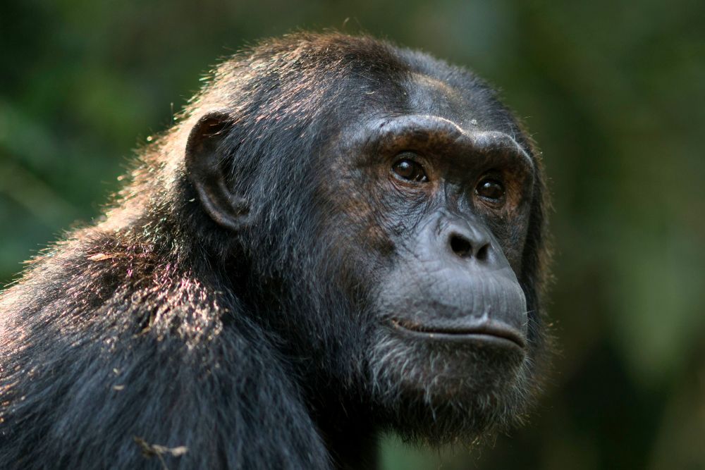 Chimpanzee in Kibale National Park