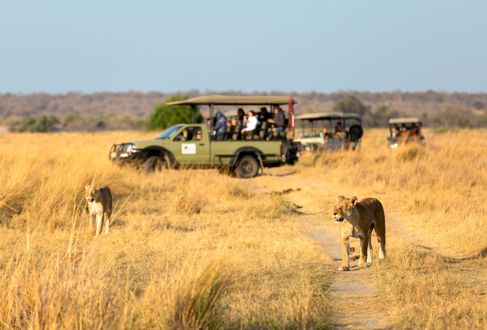 Lions in Queen Elizabeth National Park