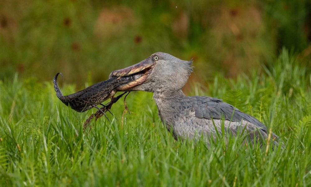 Shoebill stork at Lake Victoria