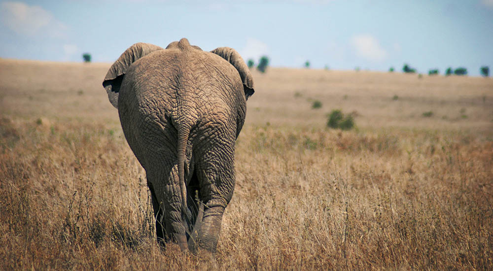 Elephant in the Serengeti