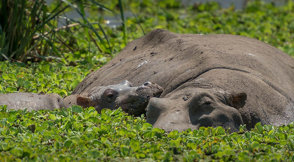 Hippo with a baby in the water