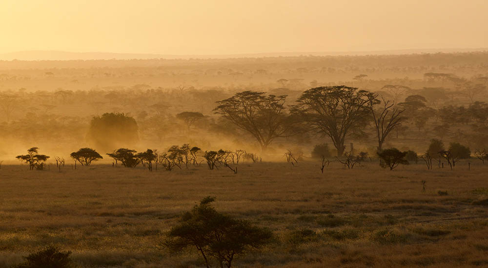 Serengeti at dusk