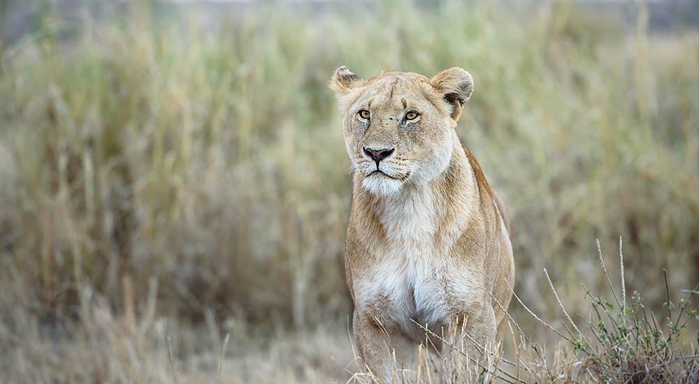 Lion in the Serengeti