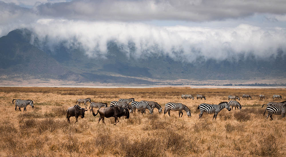 Zebra und Wildebeest in the Ngorongoro Crater