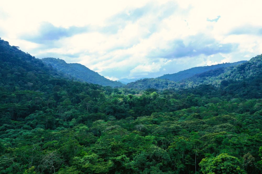 Aussicht über den Wald