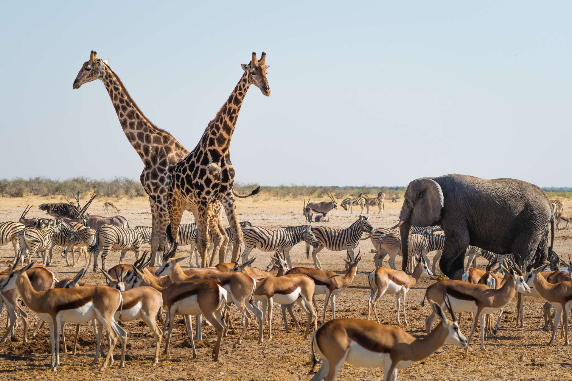 Wildlife in Etosha National Park