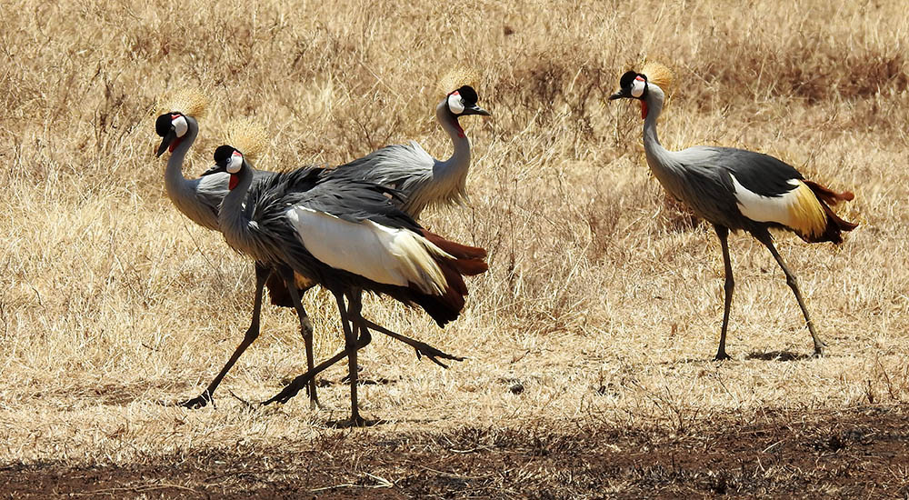 Kronenkranich im Ngorongoro Krater