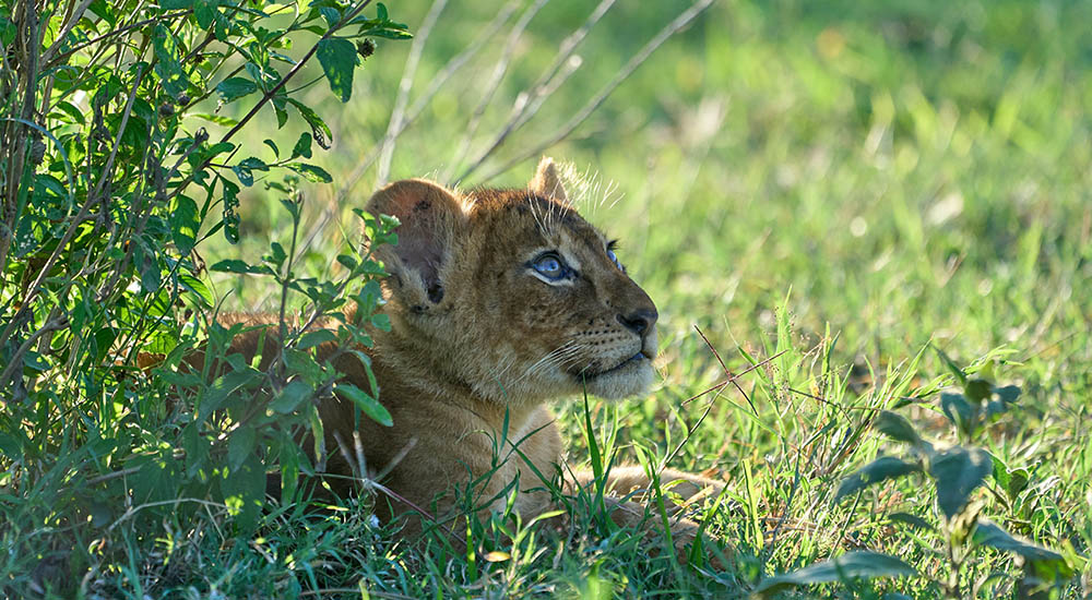 Löwen Junge im Ngorongoro Krater