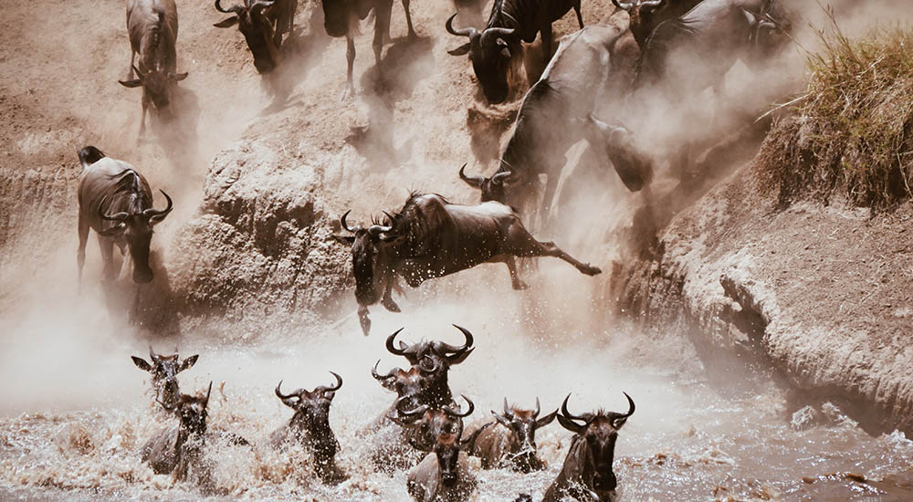 Gnus im Fluss auf der Grossen Migration