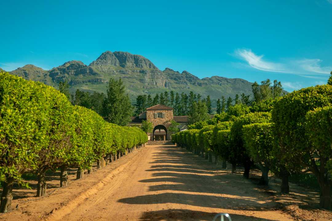 Weinberge in den Winelands