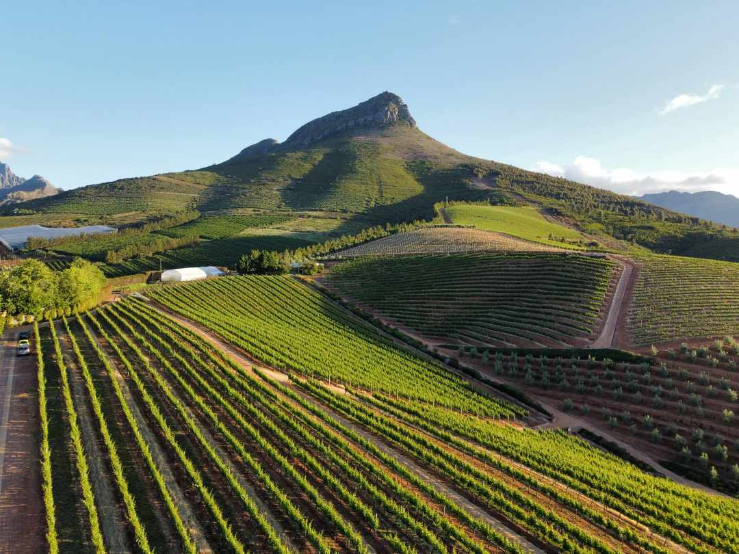 Weinberge in den Winelands
