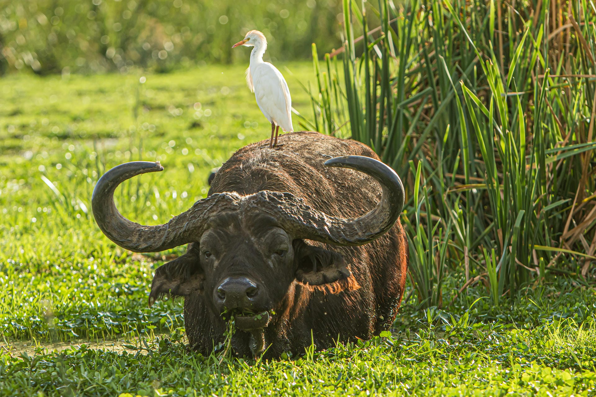 A buffalo in Lake Manyara
