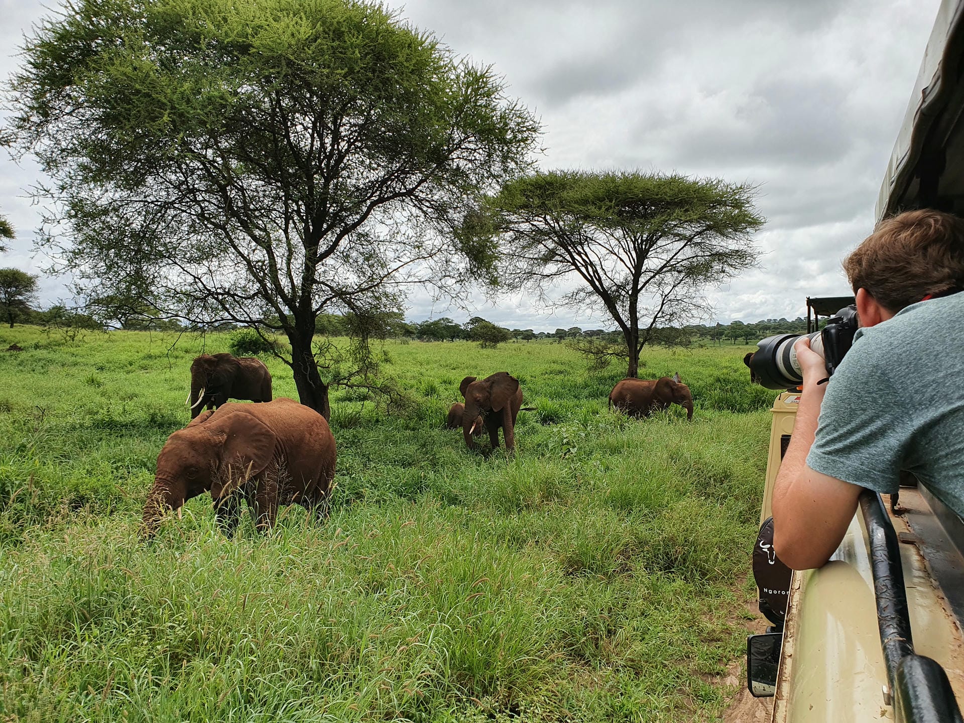 Elephants in Tarangire National Park