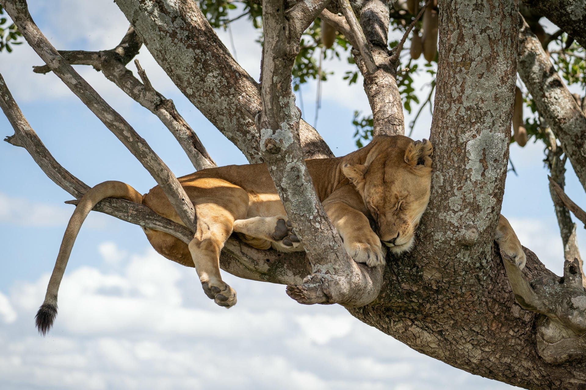 A lion resting in the cool shade of a tree in the Serengeti