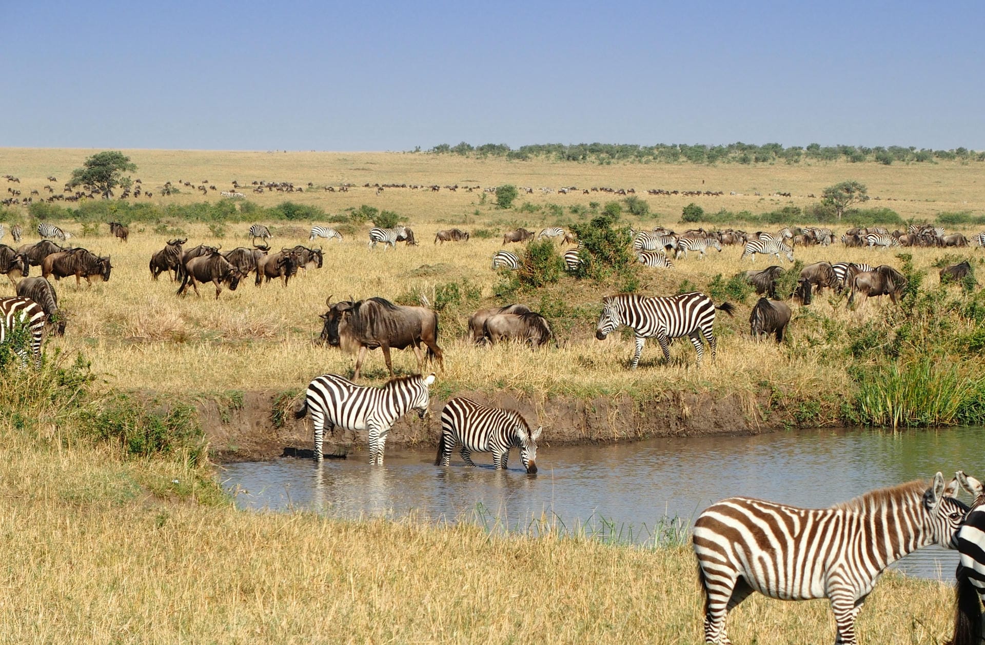 Zebras and wildebeests in the Masai Mara