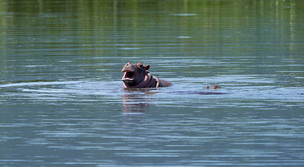 Hippo baby in water