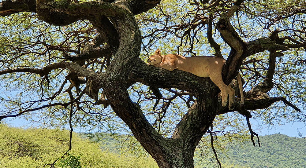 Lion on the tree in Manyara national park