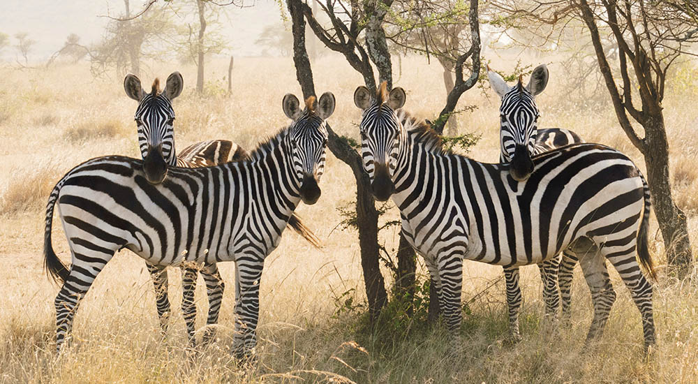 Zebras in the Serengeti
