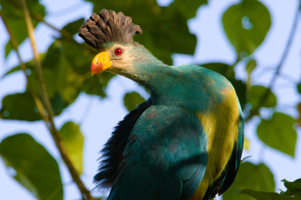 Colorful birdlife in Uganda