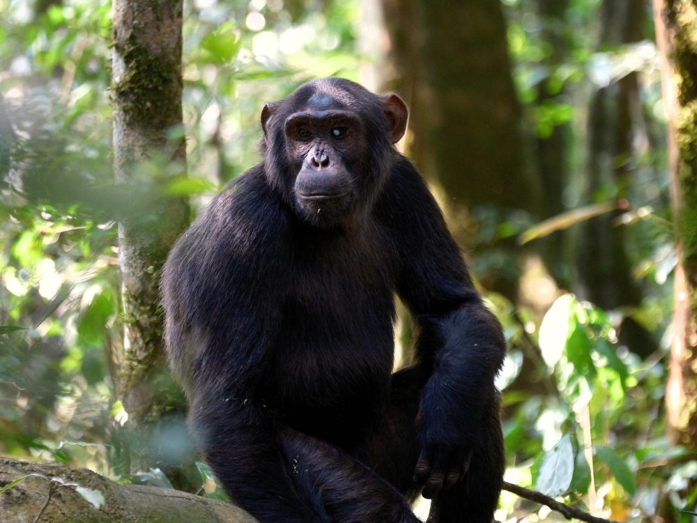Chimpanzee in Kibale Forest