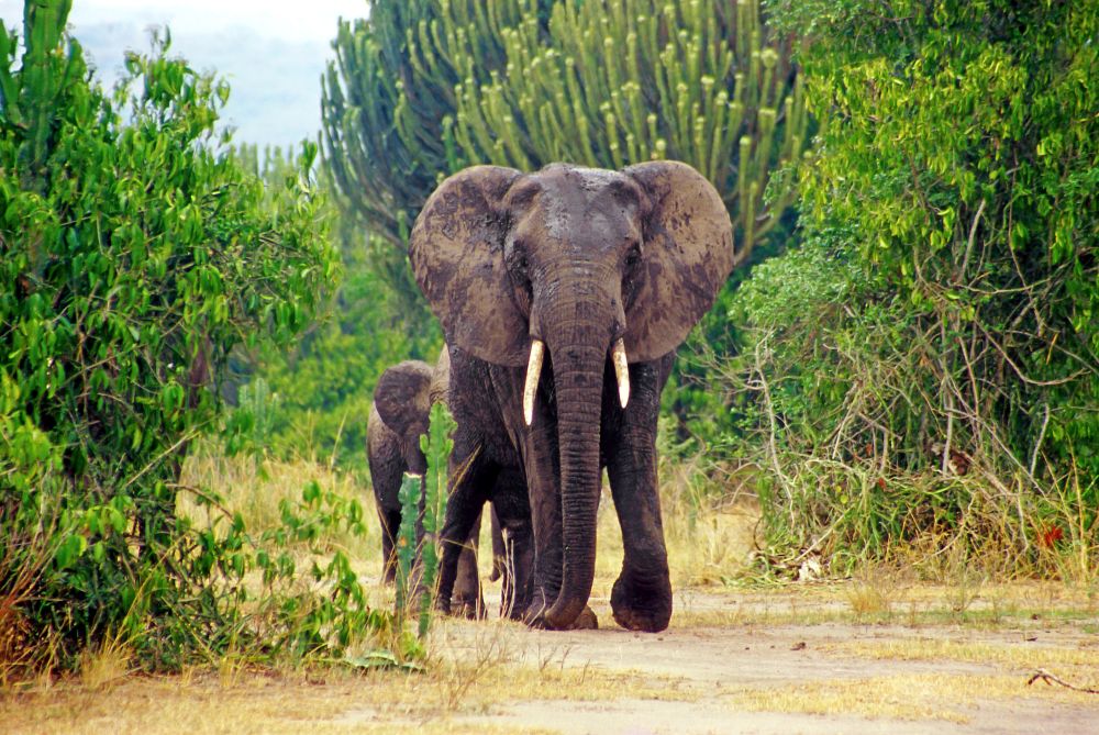 Elephant walking with baby in the park