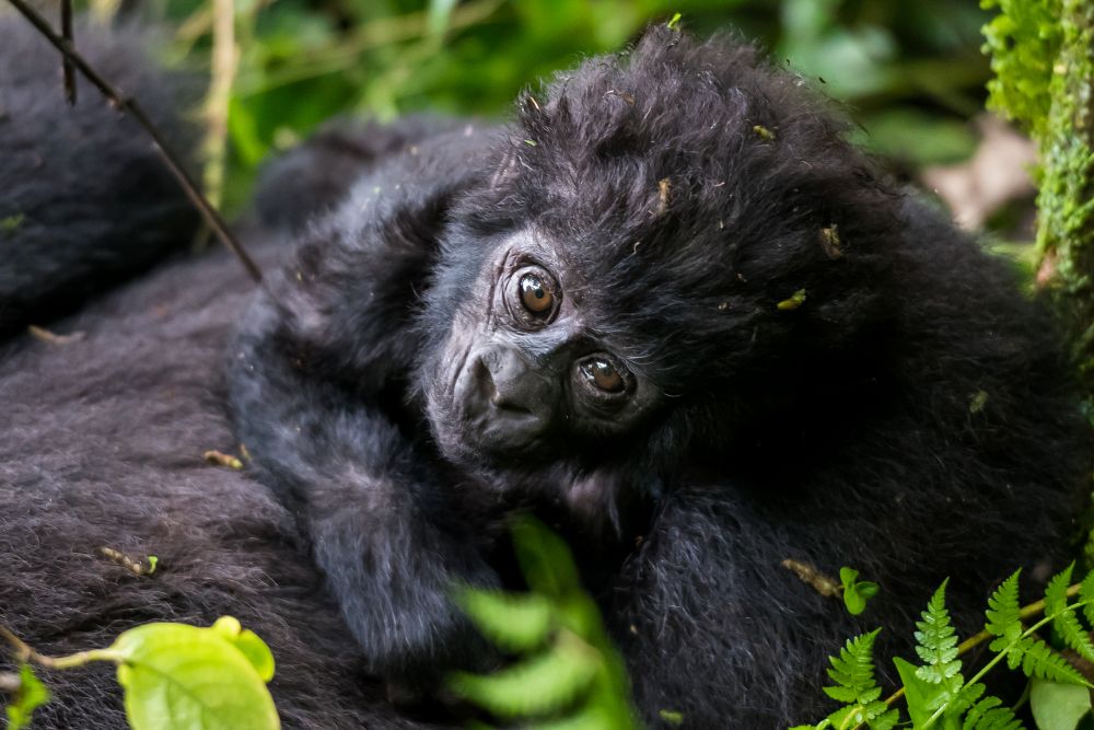 Gorilla in Bwindi Impenetrable Forest