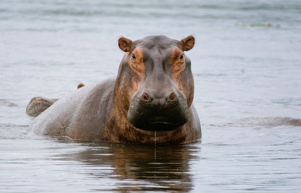 Hippo in Queen Elizabeth National Park